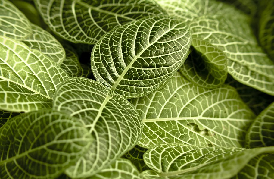 fulles verdes, color verd, part de la planta, full, marc complet, primer pla, fons, planta, vena de la fulla, cap gent, naturalesa, enfocament selectiu, frescor, bellesa a la natura, creixement, menjar i beguda, macro, menjar, a l'aire lliure, alimentació saludable, textura, herba, lluminós, 1080P
