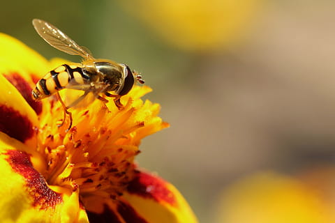 sandbi, bi, tæt på, makro, have, blomster, morgenfrue, blomst, natur, gul, insekt, blomstrende plante, skrøbelighed, hvirvelløse, skønhed i naturen, sårbarhed, friskhed, kronblad, plante, dyreliv, dyr i naturen, dyre temaer, dyr, blomsterhoved, et dyr, vækst, fokus på forgrunden, bestøvning, pollen, ingen mennesker, udendørs, 4K, CC0, offentligt domæne, royaltyfrie