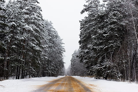 sorte trær, anlegg, tre, abies, gran, nåletre, vei, furu, natur, is, utendørs, hovedvei, snø, frost, vinter, publikum, marching, vær, kaldtemperatur, veien forover, retning, transport, ingen folk, skjønnhet i naturen, synkende perspektiv, ro, rolig scene, dekker, forsvinner punkt, vekst, naturskjønnhet - natur, treelined, ekstremt vær, snowing, 4K, CC0, offentlig domene, opphavsrett gratis