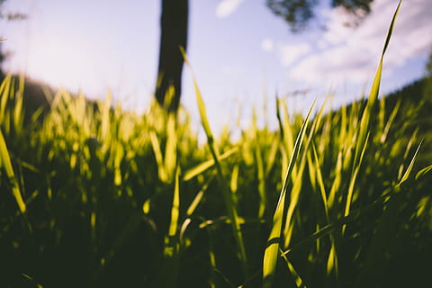 arbre, herbe, des nuages, vert, la nature, Nikon, unplash, fond d'écran, croissance, plante, champ, beauté dans la nature, terre, ciel, couleur verte, scène rurale, fermer, tranquillité, agriculture, paysage, se concentrer sur le premier plan, personne, surgir, lumière du soleil, journée, mise au point sélective, jaune, en plein air, brin d'herbe, 4K, CC0, domaine public, libre de droits