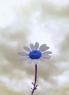 Flawer únic, planta amb flors, flor, vulnerabilitat, fragilitat, frescor, bellesa a la natura, planta, pètal, inflorescència, cap de flor, primer pla, creixement, porpra, centrar-se en primer pla, naturalesa, cap gent, dia, tija de la planta, a l'aire lliure, pol·len, primavera, sepal, 2K, CC0, domini públic, lliure de regalies