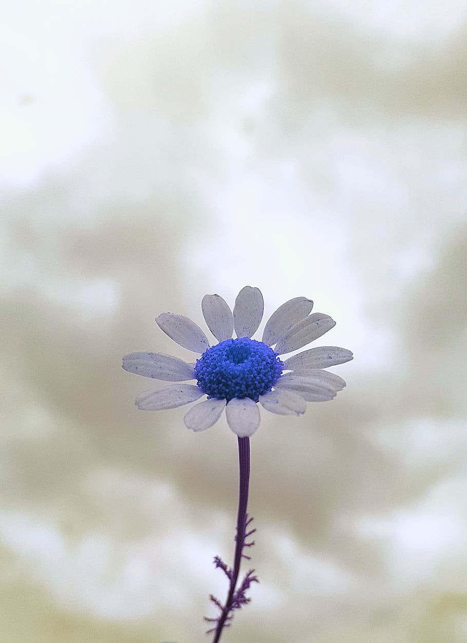Flawer únic, planta amb flors, flor, vulnerabilitat, fragilitat, frescor, bellesa a la natura, planta, pètal, inflorescència, cap de flor, primer pla, creixement, porpra, centrar-se en primer pla, naturalesa, cap gent, dia, tija de la planta, a l'aire lliure, pol·len, primavera, sepal, 2K