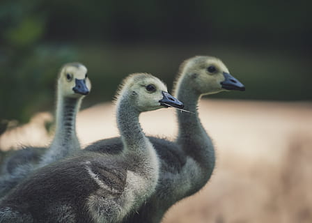 drei schwarze Entenküken, Gans, Vogel, Schnabel, Tier, Wasservögel, 164 Siedler rd, Vereinigte Staaten, Franklin Township, Gänschen, jung, Kind, Gesicht, Auge, Pelz, Feder, Flügel, Natur, Tierwelt, Ente, Kranich, Gruppe von Tieren, Tierthemen, Wirbeltier, Tiere in freier Wildbahn, Jungtier, Fokus auf den Vordergrund, junger Vogel, keine Leute, Tag, Nahansicht, Zusammengehörigkeit, drei tiere, Land, draußen, Cygnet, Tierkopf, Tierfamilie, Tierhals, 4K, CC0, gemeinfrei, lizenzfrei