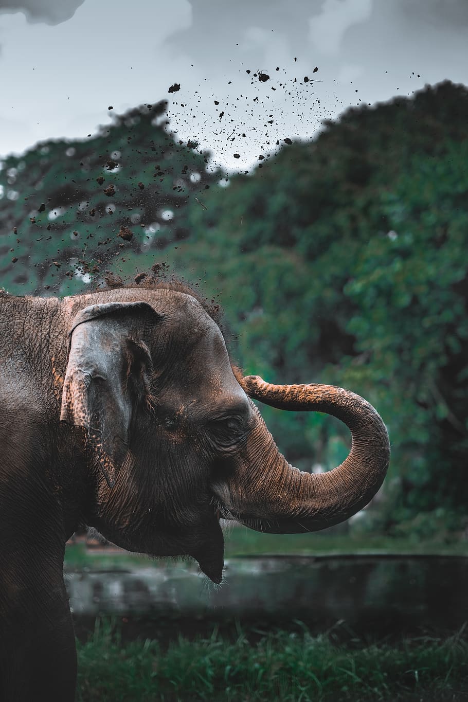 brauner Elefant, Tier, Säugetier, Tierwelt, Elefant, Hintergründe, Tierische Hintergründe, Tiertapeten, Vogel, Buchse, Vegetation, Pflanze, Schnabel, Zoo, Baum, Elfenbein, Motorrad, Transport, Fahrzeug, Teer, Tierthemen, Wirbeltier, ein Tier, Fokus auf den Vordergrund, Natur, Haustiere, Tiere in freier Wildbahn, keine Leute, Tag, Tierkörperteil, Land, Wasser, Feld, inländisch, Tierstamm, Tierkopf, pflanzenfressend, 5K