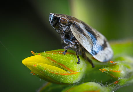 macro, insecte, error, xancletes, fauna animal, animal, temes d'animals, animals a la natura, invertebrat, un animal, primer pla, planta, color verd, cap gent, enfocament selectiu, part de la planta, naturalesa, dia, full, a l'aire lliure, zoologia, creixement, ull d’animals, 5K, CC0, domini públic, lliure de regalies