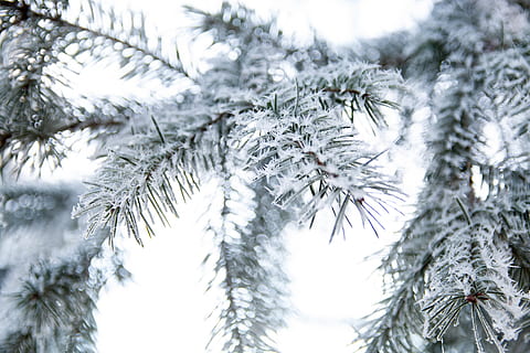 frunze, acoperit, zăpadă, gheaţă, în aer liber, natură, îngheţ, copac, plantă, conifer, iarnă, fotografie, sloi de gheaţă, inger de zapada, agelaius, pasăre, mierlă, animal, larice, gaiță, fulg de nea, temperatura rece, îngheţat, a închide, frumusețe în natură, nici o persoana, Brad, ramură, creştere, zi, să se concentreze asupra primelor elemente, liniște, ac - parte a plantelor, 5K, CC0, domeniu public, fără drepturi de autor