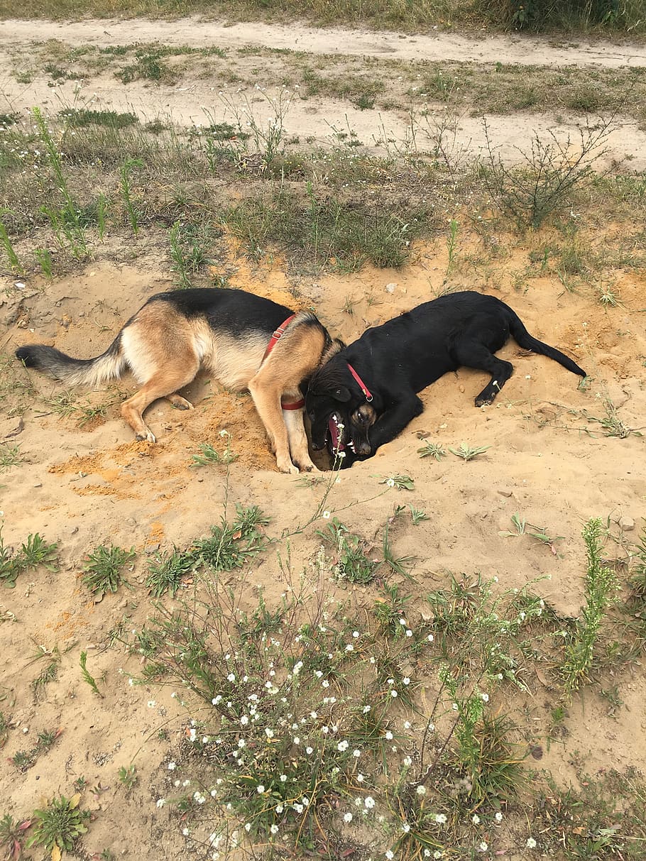 Polonia, kielce, domestico, animali domestici, mammifero, temi animali, animale, un animale, canino, cane, vertebrato, campo, terra, natura, pianta, vista dall'alto, nessuno, erba, rilassamento, giorno, bocca aperta, aggressione, 1080P