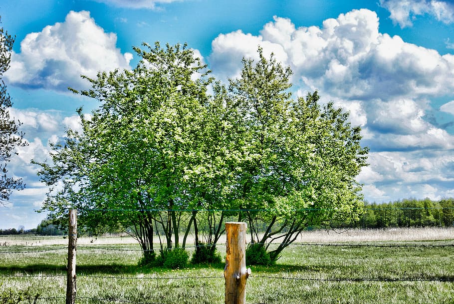 Frühling, Baum, Wolken, Fechten, zagrodzenie, kann, Himmel, Dorf, Weiden, Wiesen, Tag, Grün, Pflanze, wolke - himmel, Feld, Natur, Wachstum, Land, Gras, Schönheit in der Natur, keine Leute, ruhige Szene, Ruhe, Landschaft, grüne Farbe, draußen, Zaun, Landwirtschaft, Barriere, Holzpfosten, 4K