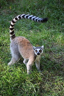 ringtail, maki, opice, primát, zvíře, pruhovaný, Madagaskar, savec, zvědavý, lemus, makifélék, tráva, zvířat, zvířata ve volné přírodě, rostlina, jednoho zvířete, obratlovců, nikdo, Příroda, přistát, pole, den, lemur, portrét, zelená barva, plná délka, venku, 5K, CC0, veřejná doména, bez autorských práv