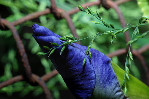Bugs, Blume, Makro, Pflanze, lila, Wachstum, Frische, Pflanzenteil, Natur, Nahansicht, Schönheit in der Natur, Lebensmittel, Blatt, grüne Farbe, Essen und Trinken, Baum, Fokus auf den Vordergrund, gesundes Essen, Blau, keine Leute, Tag, Obst, 2K, CC0, gemeinfrei, lizenzfrei