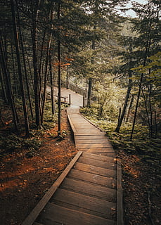 Marrone, di legno, sentiero, in direzione, verde, alto, alberi, scala, passo, albero, foresta, fogliame, foglia, groundcover, passerella, recinto, legna, pista, paesaggio, natura, escursione, camminare, buio, abete rosso, astratto, la strada davanti, direzione, pianta, terra, la tranquillità, nessuno, bellezza nella natura, scena tranquilla, giorno, crescita, legno - materiale, tronco d'albero, tronco, bosco, autunno, all'aperto, modificare, prospettiva decrescente, lungo, 4K, CC0, dominio pubblico, privo di copyright