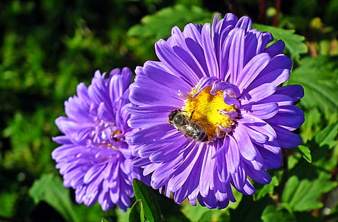 blomst, aster, insekt, bi, have, figur, sommer, makro, kronbladene, natur, blomstrende plante, plante, friskhed, skønhed i naturen, kronblad, vækst, blomsterhoved, skrøbelighed, tæt på, lilla, sårbarhed, blomsterstand, fokus på forgrunden, hvirvelløse, pollen, dag, ingen mennesker, bestøvning, 2K, CC0, offentligt domæne, royaltyfrie