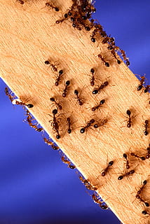 colony, ants, wooden, plank, bark, bee, bite, bugs, close-up, color, family, insect, insects, macro, painful, pattern, pest, small, stream, teamwork, texture, wax, wildlife, wood, sky, nature, low angle view, day, blue, clear sky, sunlight, no people, outdoors, architecture, beauty in nature, group of animals, land, water, built structure, travel destinations, travel, 1080P, CC0, public domain, royalty free