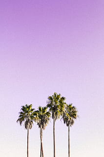 fotografi lanskap, empat, pohon kelapa, Latar Belakang, backlit, pantai, siang hari, pemandangan, cahaya, wallpaper layar kunci, bidikan sudut rendah, alam, samudra, telapak tangan, langit, musim panas, matahari, pohon, tropis, pohon palem, menanam, iklim tropis, menyalin ruang, pertumbuhan, langit cerah, tidak ada orang, keindahan di alam, ketenangan, hari, di luar rumah, batang pohon, scenics - alam, adegan yang tenang, tampilan sudut rendah, bagasi, panjang tinggi, ungu, pohon tropis, daun palem, 5K, CC0, domain publik, bebas royalti