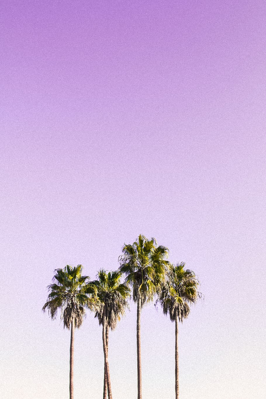fotografia de paisatge, quatre, arbres de coco, fons, retroil·luminat, platja, Costa, la llum del dia, paisatge, llum, fons de pantalla de bloqueig de pantalla, tir en angle baix, naturalesa, oceà, palmeres, cel, estiu, sol, arbres, tropical, arbre, Palmera, planta, clima tropical, còpia espai, creixement, cel clar, cap gent, bellesa a la natura, tranquil·litat, dia, a l'aire lliure, tronc de l'arbre, escenics - natura, escena tranquil·la, vista d’angle baix, tronc, alta - alta, palmera de coco, porpra, arbre tropical, fulla de palma, 5K