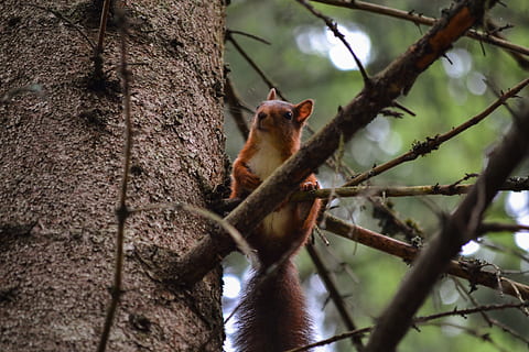 eekhoorn, boom, Bos, schattig, dier, schepsel, natuur, wild, dichtbij, zoogdier, dierlijke thema's, fabriek, dierenleven, één dier, tak, knaagdier, dieren in het wild, gewerveld, boomstam, romp, geen mensen, lage hoekweergave, dag, selectieve aandacht, buitenshuis, 4K, CC0, publiek domein, royaltyvrij