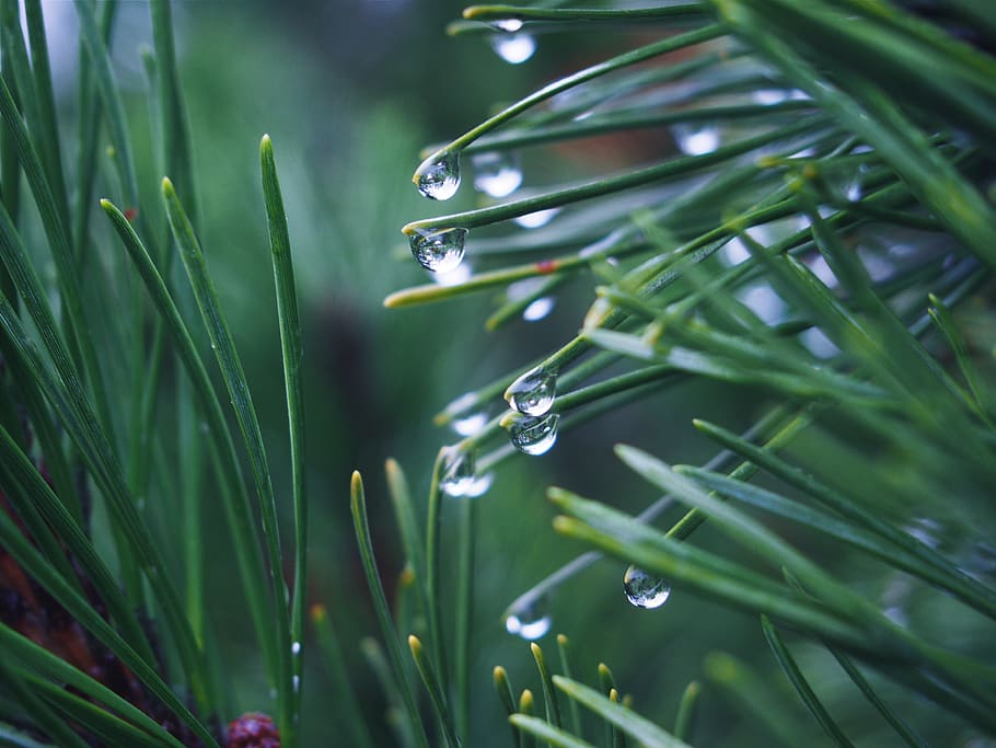 verd, herba, plantes, plovent, gotes de pluja, humit, naturalesa, planta, color verd, creixement, tirar, aigua, primer pla, bellesa a la natura, cap gent, fulla d'herba, dia, centrar-se en primer pla, enfocament selectiu, a l'aire lliure, frescor, part de la planta, rosada, puresa, gota de pluja, 4K