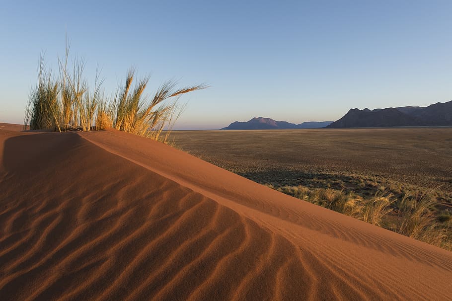 poušť, namibie, tráva, písek, duny, suchý, písčité, pouště namib, Heiss, písečné duny, národní park, scenics - příroda, krajina, klidné scény, životní prostředí, přistát, klid, nebe, krása v přírodě, mimoměstské scény, klimatu, suché podnebí, dálkový, písečná duna, Příroda, nikdo, čisté nebe, hora, den, venku, atmosférický, 4K