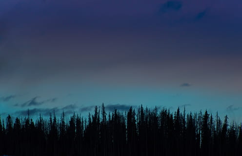 pin, copac, pădure, plante, natură, întuneric, nor, cer, o scenă liniștită, liniște, plantă, scenice - natura, frumusețe în natură, nici o persoana, scenă non-urbană, creştere, siluetă, nor - cer, amurg, idilic, teren, noapte, albastru, mediu inconjurator, Brad, conifer, 4K, CC0, domeniu public, fără drepturi de autor