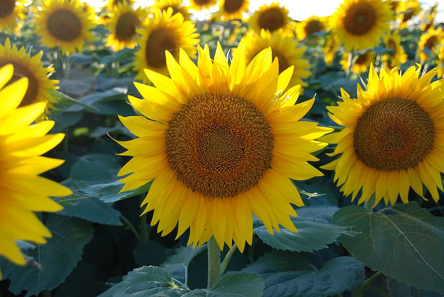 girasol, parche de girasol, flor, amarillo, planta floreciendo, vulnerabilidad, fragilidad, planta, crecimiento, cabeza de flor, belleza en la naturaleza, frescura, inflorescencia, pétalo, de cerca, polen, naturaleza, día, nadie, parte de la planta, hoja, al aire libre, 4K