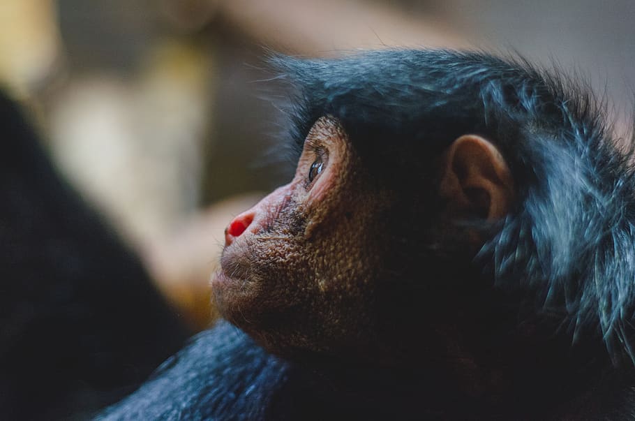 Tier, Schimpanse, Affe, ein Tier, Nahansicht, Tierkörperteil, Primas, Säugetier, Tiere in freier Wildbahn, Tierwelt, keine Leute, Fokus auf den Vordergrund, Wirbeltier, Tag, Zoo, Porträt, selektiver Fokus, Mund offen, Pavian, tierische Nase, Profilansicht, Tiermund, 4K