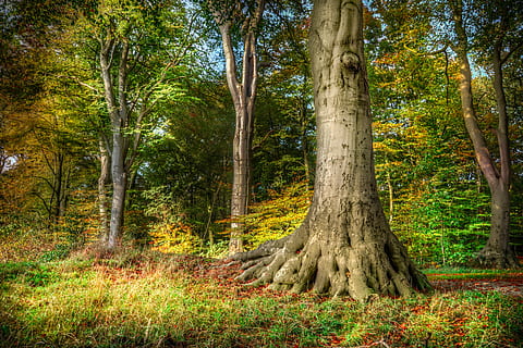 arbre, arrel, faig, hdr, naturalesa, bosc, fusta, alt, tronc, tardor, caure, temporada, paisatge, planta, tronc de l'arbre, terra, creixement, tranquil·litat, bellesa a la natura, dia, cap gent, escena tranquil·la, escenics - natura, color verd, camp, a l'aire lliure, escena no urbana, medi ambient, escorça, 5K, CC0, domini públic, lliure de regalies