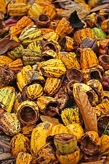 Marrone, sacco di noci, pianta, cibo, verdura, produrre, cioccolato, Noce, Banana, frutta, Pasticcino, schiacciare, Costa Rica, kristianapinne, dolce, torta, FoodPhotography, capocuoco, giallo, Nahua, colore, canone, cibo e bevande, grande gruppo di oggetti, abbondanza, freschezza, mangiare sano, sfondi, fotogramma intero, nessuno, benessere, asciutto, cibo essiccato, scelta, avvicinamento, variazione, mercato, Al dettaglio, frutta secca, natura morta, spuntino, consumismo, 5K, CC0, dominio pubblico, privo di copyright