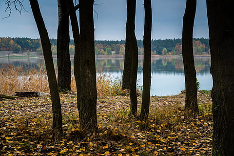 autunno, albero, lago, fogliame, paesaggio, pace della mente, pianta, la tranquillità, scena tranquilla, acqua, bellezza nella natura, scenics - natura, natura, terra, nessuno, foresta, tronco d'albero, tronco, scena non urbana, crescita, giorno, modificare, all'aperto, bosco, 5K, CC0, dominio pubblico, privo di copyright