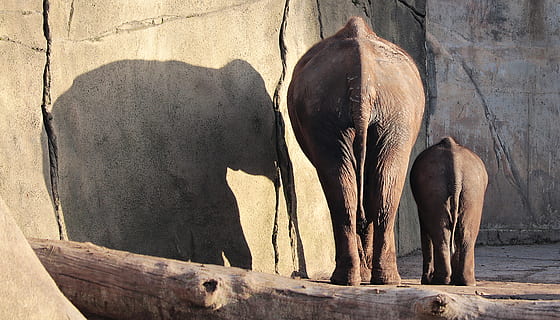 elefante, proboscidea, paquidermo, animales, mamífero, mundo animal, sombra, temas de animales, animal, grupo de animales, dos animales, fauna animal, animales en la naturaleza, luz del sol, nadie, vertebrado, día, naturaleza, unión, tronco de animal, al aire libre, animal joven, cría de elefante, familia de animales, herbívoro, 4K, CC0, dominio público, libre de derechos