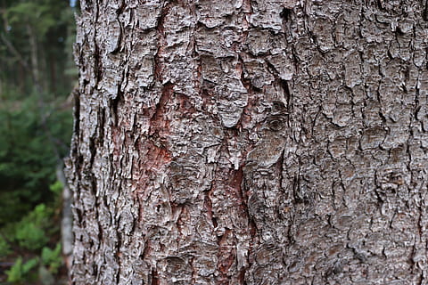 arbre, escorça, textura, bosc, registre, fusta tova, tronc, tronc de l'arbre, aspre, planta, escorça de la planta, primer pla, centrar-se en primer pla, patró, dia, naturalesa, creixement, cap gent, material de fusta, a l'aire lliure, patró natural, fons, marró, efecte texturat, condició natural, 4K, CC0, domini públic, lliure de regalies