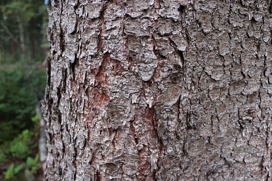 arbre, escorça, textura, bosc, registre, fusta tova, tronc, tronc de l'arbre, aspre, planta, escorça de la planta, primer pla, centrar-se en primer pla, patró, dia, naturalesa, creixement, cap gent, material de fusta, a l'aire lliure, patró natural, fons, marró, efecte texturat, condició natural, 4K
