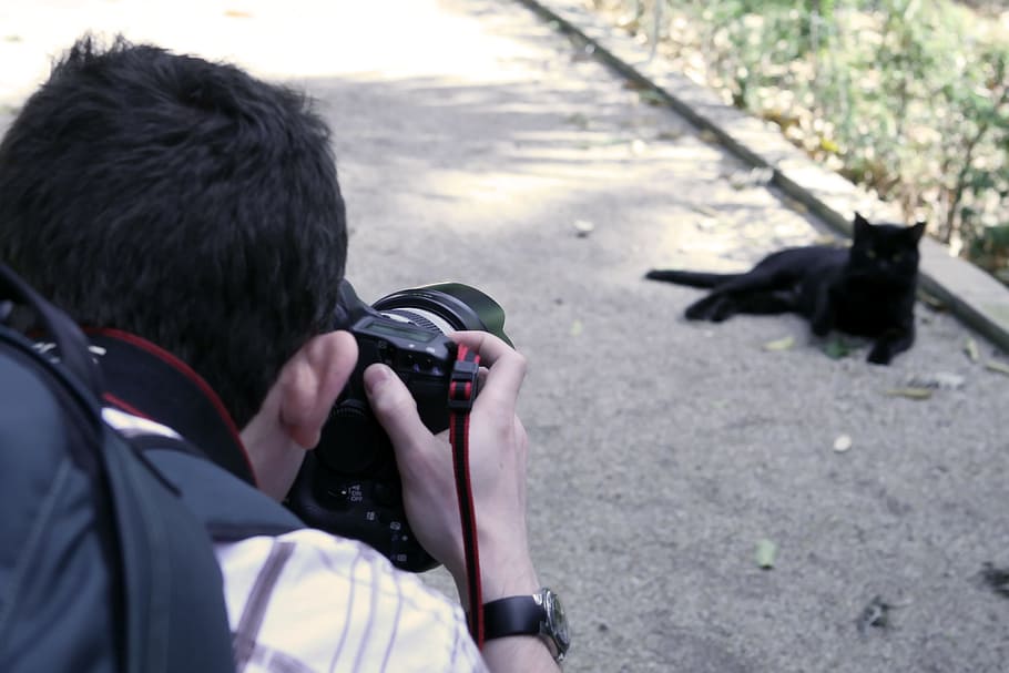 negre, gat, professional, càmera, llegenda, foto, fotografia, fotògraf, una persona, celebració, vista del darrere, homes, dia, càmera - equip fotogràfic, tecnologia, temes de fotografia, tirada al cap, un animal, fotografiar, vertebrats, a l'aire lliure, centrar-se en primer pla, fauna animal, animals a la natura, retrat, càmera digital, transceptor portàtil, 2K