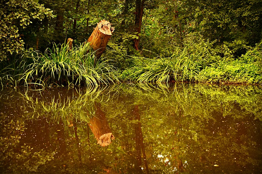 estany, aigua, monyó, reflexió, bancs, vegetació, pantanós, paisatge, planta, llac, naturalesa, arbre, creixement, animal, temes d'animals, color verd, davant del mar, bosc, tranquil·litat, cap gent, dia, vertebrats, fauna animal, bellesa a la natura, animals a la natura, a l'aire lliure, 4K