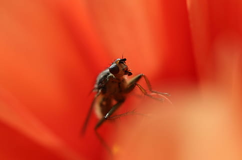 de cerca, foto, marrón, abeja, bebiendo, néctar, flor, rojo, fondo, insecto, volar, flor de primer plano, naranja, naturaleza, tierra, vida, insecto mosca macro naturaleza flor, animal, macro, fauna silvestre, pierna animal, antecedentes, pequeña, al aire libre, ojo de animal, Pelo animal, parásito, ala animal, mosca doméstica, animales y mascotas, verano, 4K, CC0, dominio público, libre de derechos