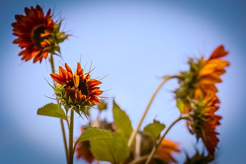 felt, sol, solsikke, fersk, blomst, natur, parfyme, hage, blomstringen, blomstrende plante, anlegg, friskhet, skjønnhet i naturen, nærbilde, himmel, blå, skjørhet, oransje farge, vekst, blomsterhodet, sårbarhet, ingen folk, petal, rød, levende farge, plante del, blad, utendørs, sepal, oransje, 2K, CC0, offentlig domene, opphavsrett gratis