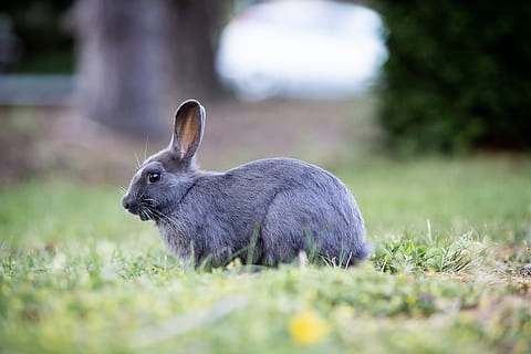bunny, rabbit, grass, easter, cute, furry, brown, wild, fur, meadow, ears, green, animal, wildlife, outdoors, spring, daisies, yellow, shallow depth of field, animal themes, mammal, one animal, plant, animal wildlife, selective focus, vertebrate, rabbit - animal, nature, animals in the wild, field, land, day, no people, green color, focus on foreground, close-up, herbivorous, 5K, CC0, public domain, royalty free
