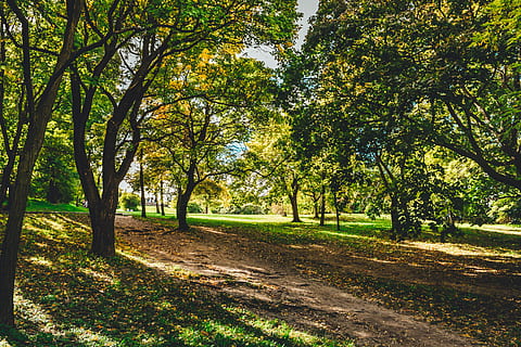 arbres de fulles verdes, planta, arbre, tronc de l'arbre, herba, parc, a l'aire lliure, gespa, naturalesa, sòl, verd, viatjar, budapest, vegetació, llum solar, va parlar, màquina, campus, roda, roda d'aliatge, coupe, tranquil·litat, bellesa a la natura, creixement, terra, escena tranquil·la, escenics - natura, color verd, dia, cap gent, bosc, direcció, brutícia, carretera, el camí a seguir, treelined, 5K, CC0, domini públic, lliure de regalies