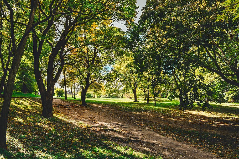 arbres de fulles verdes, planta, arbre, tronc de l'arbre, herba, parc, a l'aire lliure, gespa, naturalesa, sòl, verd, viatjar, budapest, vegetació, llum solar, va parlar, màquina, campus, roda, roda d'aliatge, coupe, tranquil·litat, bellesa a la natura, creixement, terra, escena tranquil·la, escenics - natura, color verd, dia, cap gent, bosc, direcció, brutícia, carretera, el camí a seguir, treelined, 5K