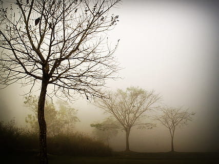tres arbres nus, branques, núvols, colors, medi ambient, boira, herba, paisatge, natural, naturalesa, a l'aire lliure, escena, escènic, arbres, temps, bosc, boscos, arbre, planta, arbre nu, bellesa a la natura, tranquil·litat, cel, cap gent, escenics - natura, terra, branca, escena tranquil·la, silueta, escena no urbana, camp, 2K, CC0, domini públic, lliure de regalies