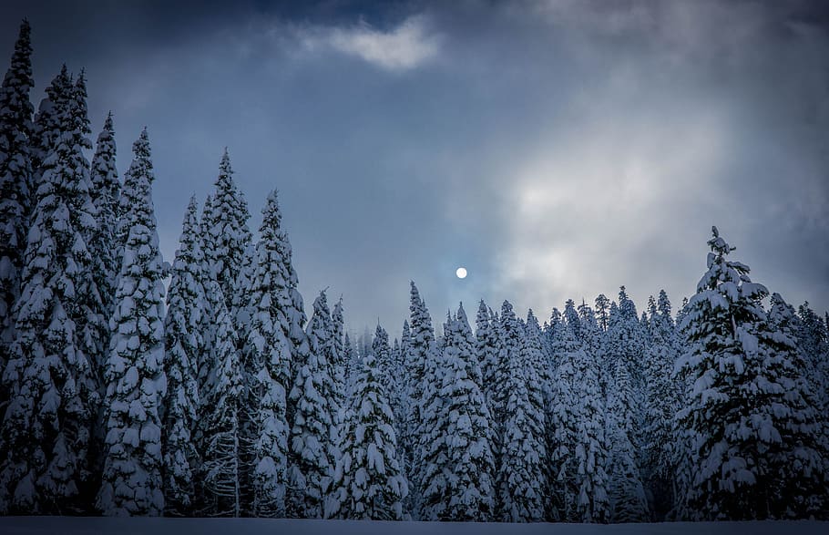 lluna, pi, arbres, núvols, cel, neu, boira, hivern, naturalesa, fosc, bosc, arbre, planta, temperatura de fred, escena tranquil·la, tranquil·litat, bellesa a la natura, escenics - natura, núvol - cel, terra, escena no urbana, congelat, arbre de coníferes, cap gent, a l'aire lliure, arbre de fulla perenne, bosc de pi, muntanya nevada, 5K