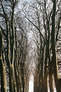 arbres, Camí, llum, hivern, misteriós, surrealista, posta de sol, branques, túnel, sol, arbre, planta, tronc, tronc de l'arbre, arbre nu, naturalesa, branca, cap gent, dia, creixement, tranquil·litat, cel, bellesa a la natura, vista d’angle baix, a l'aire lliure, bosc, terra, escenics - natura, estructura construïda, transport, treelined, copa de l'arbre, 2K, CC0, domini públic, lliure de regalies