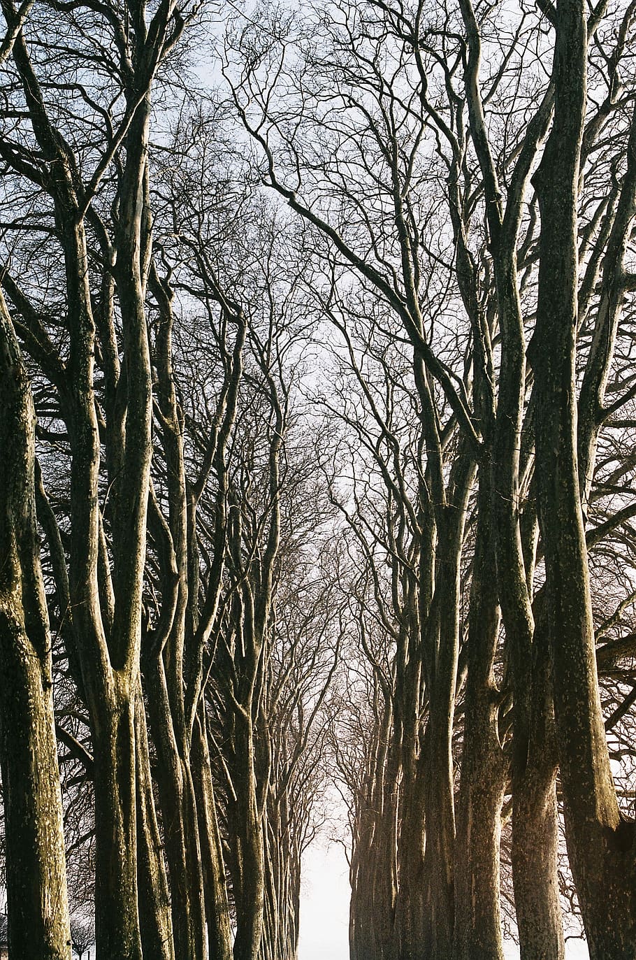 arbres, Camí, llum, hivern, misteriós, surrealista, posta de sol, branques, túnel, sol, arbre, planta, tronc, tronc de l'arbre, arbre nu, naturalesa, branca, cap gent, dia, creixement, tranquil·litat, cel, bellesa a la natura, vista d’angle baix, a l'aire lliure, bosc, terra, escenics - natura, estructura construïda, transport, treelined, copa de l'arbre, 2K