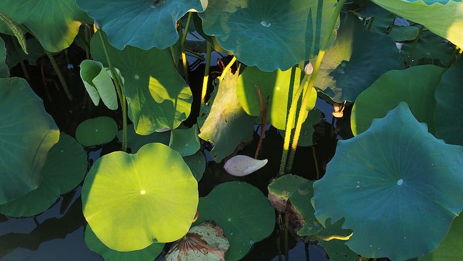 flawer, full, part de la planta, creixement, color verd, bellesa a la natura, aigua, naturalesa, planta, nenúfar, llac, flor, frescor, cap gent, primer pla, dia, vulnerabilitat, planta amb flors, fulles, nenúfar de lotus, flotant a l'aigua, a l'aire lliure, cap de flor, 4K