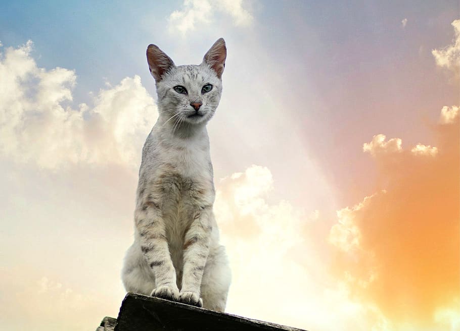 kedi, gri, bulutlar, gökyüzü, hayvan temaları, hayvan, bir hayvan, memeli, bulut - gökyüzü, Evcil Hayvanlar, ev kedisi, yerli, insansız, omurgalı, doğa, uzağa bakıyor, seyir, portre, düşük açılı görünüş, kedi bıyığı, 4K