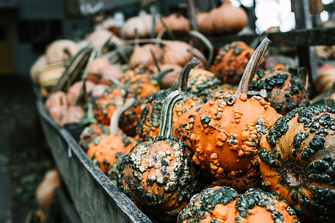 oranje pompoen, pompoen, vallen, oranje, bokeh, vervagen, natuur, vakantie, oktober, voedsel, groente, markt, herfst, versheid, fruit, gezond eten, biologisch, buitenshuis, rijp, geen mensen, detailopname, zomer, seizoen, culturen, landbouw, squash - groente, gewas, halloween, 5K, CC0, publiek domein, royaltyvrij
