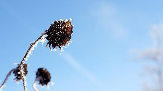 Sonnenblume, Winter, kalt, Hölle, Über, Vogelfutter, Tod, Sonnenschein, Pflanze, Natur, Nahansicht, Himmel, Fokus auf den Vordergrund, keine Leute, Tierwelt, Schönheit in der Natur, Tag, Blume, Tier, Tierthemen, Zerbrechlichkeit, draußen, ein Tier, Insekt, blühende Pflanze, wirbellos, Blau, Tiere in freier Wildbahn, verwelkte Pflanze, 4K, CC0, gemeinfrei, lizenzfrei