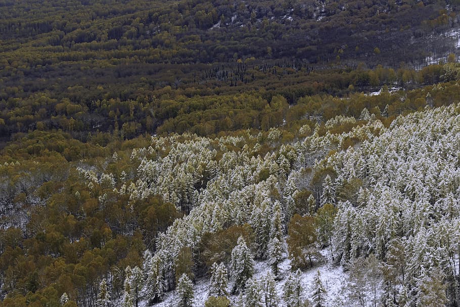 pi, efi, bedoll, bosc, neu, hivern, muntanyes, paisatge, naturalesa, tardor, kuyagan, altai, Rússia, picea, bellesa a la natura, planta, arbre, escenics - natura, vista d’angle alt, tranquil·litat, cap gent, creixement, dia, medi ambient, escena no urbana, terra, escena tranquil·la, muntanya, color verd, a l'aire lliure, remot, aigua que flueix, 4K