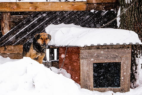 dog, snowfall, winter, snow, cold temperature, one animal, mammal, animal themes, snowing, pets, animal, architecture, domestic animals, domestic, day, canine, no people, built structure, vertebrate, nature, extreme weather, blizzard, 5K, CC0, public domain, royalty free