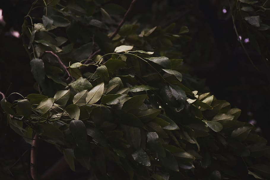 zelená listová rostlina, rostlina, list, Indie, chennai, 14, zvíře, květ, acanthaceae, pták, volně žijících živočichů, savec, jedlík, accipiter, datel, blikání ptáka, jídlo, ardeidae, volavka, růst, krása v přírodě, detail, Příroda, rostlinné části, nikdo, kvetoucí rostlina, den, zaměřit se na popředí, svěžest, křehkost, zranitelnost, venku, klid, slunečního světla, selektivní zaměření, okvětní lístek, květu hlavy, listy, 4K