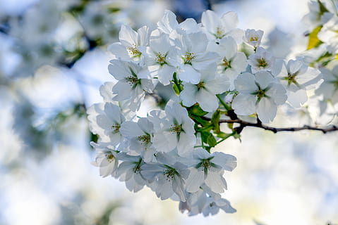 blanc, cirera, flor, arbre, planta, flor de cirerer, gerani, Japó, yokohama, pètal, flors, sakura, primavera, pol·len, anemone, aster, margarides, margarida, antera, asteràcies, apiaceae, safrà, planta amb flors, fragilitat, vulnerabilitat, bellesa a la natura, frescor, primer pla, creixement, Color blanc, naturalesa, inflorescència, dia, cap de flor, cap gent, branca, centrar-se en primer pla, a l'aire lliure, cirerer, Ram de flors, 5K, CC0, domini públic, lliure de regalies